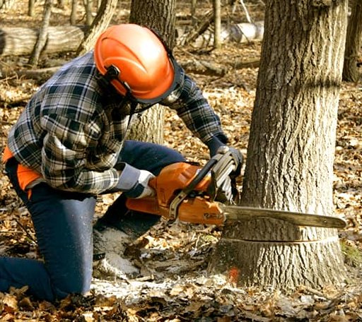 Tree Removal in Williamsburg, PA